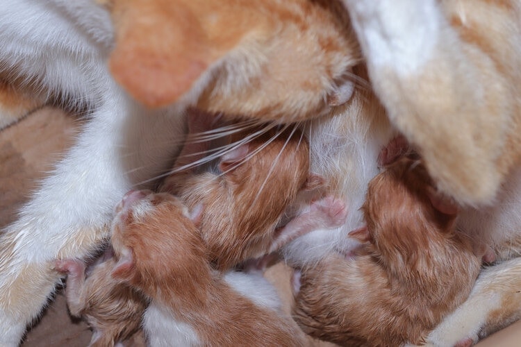 Queen with newborns