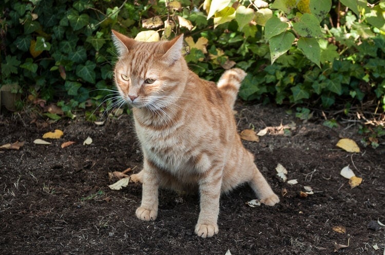 red tabby pooping in garden