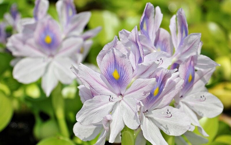 water hyacinth close up