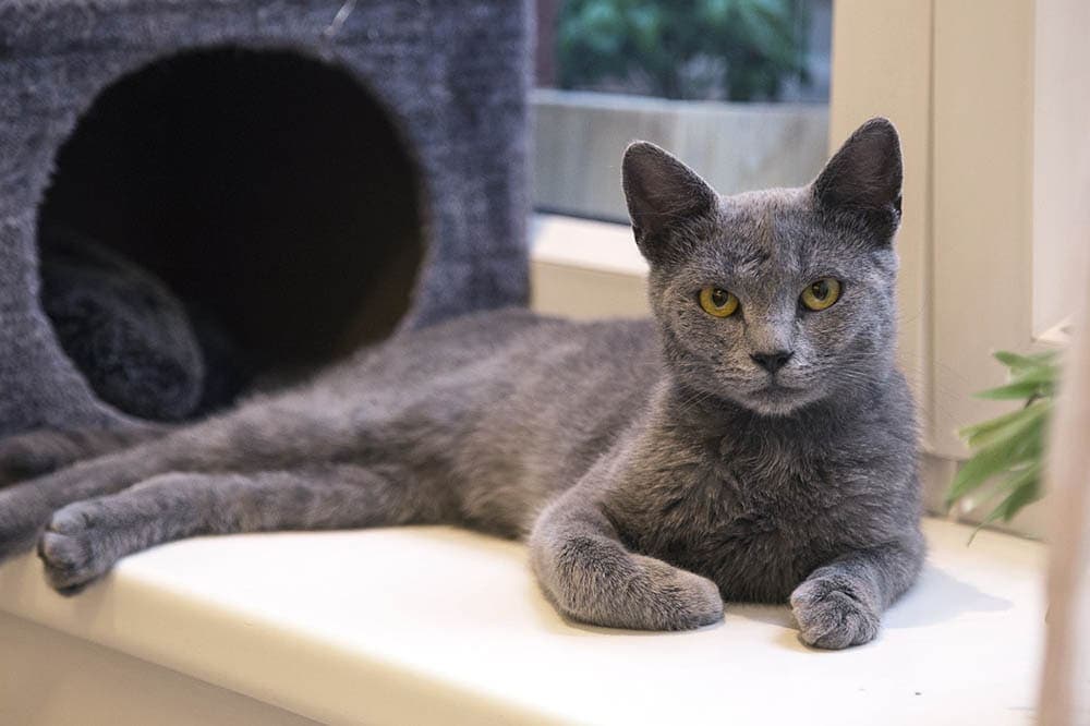 russian blue cat outside its box