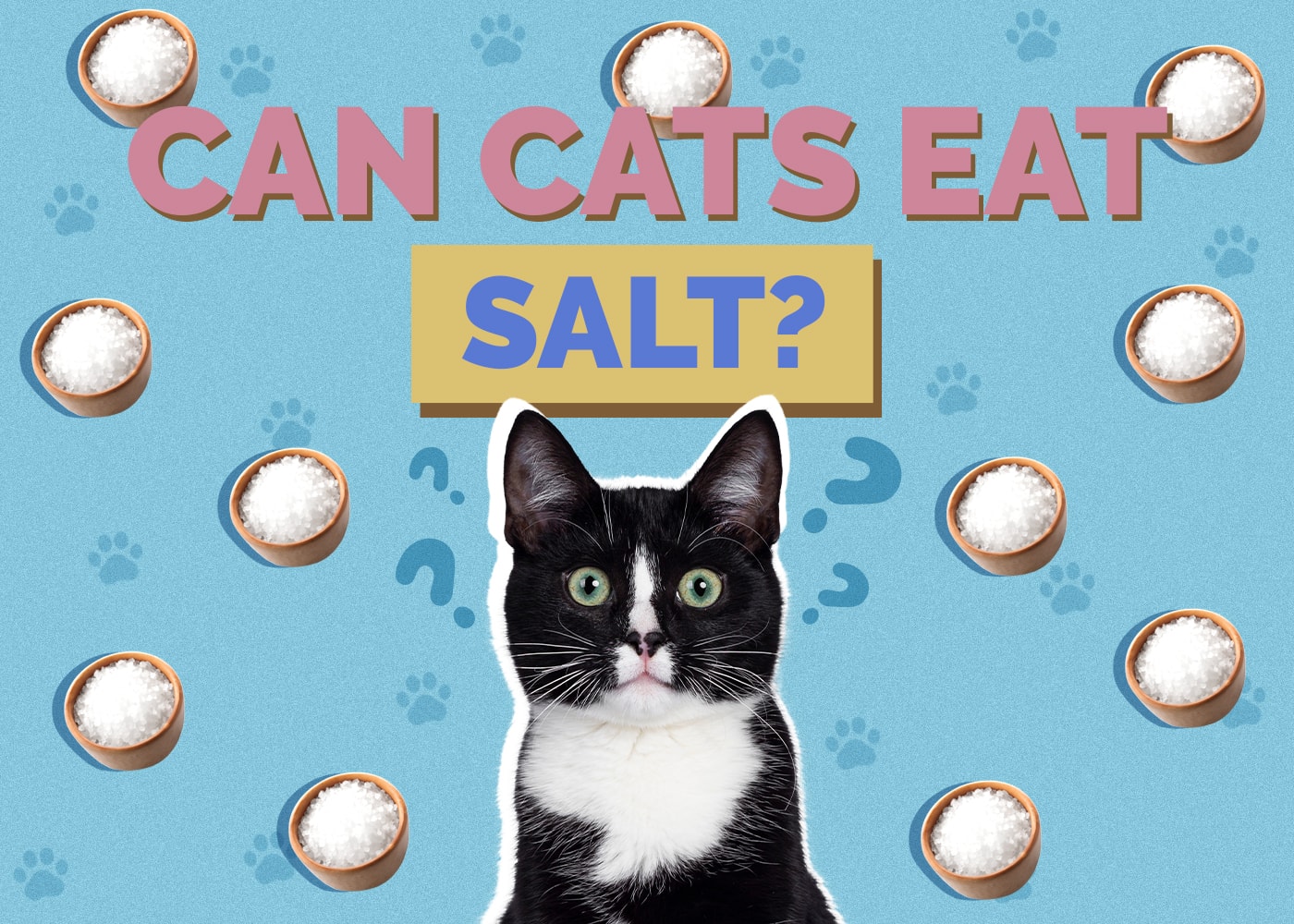 Can Cats Eat salt