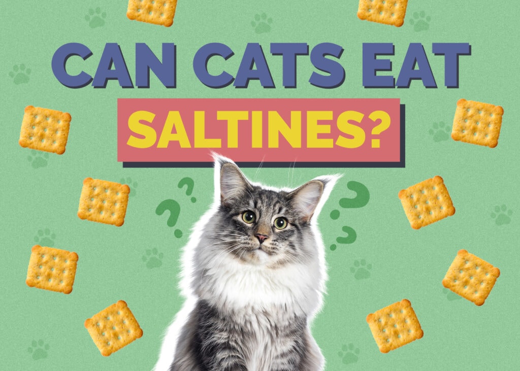 Can Cats Eat saltines