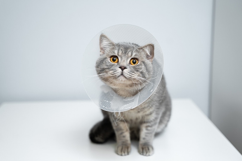 scottish cat with plastic cone on head recovering after surgery