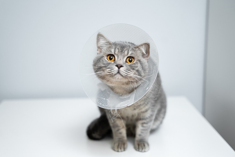 Average cost to fix a best sale cat