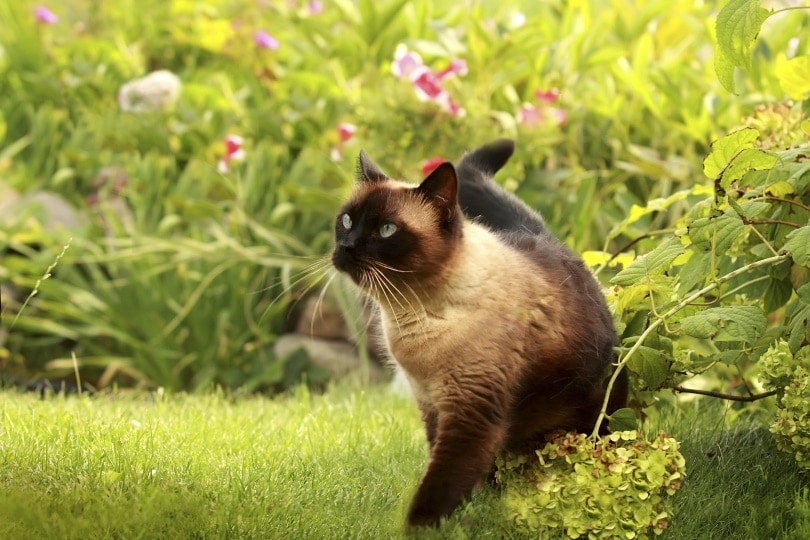 mèo xiêm trong vườn