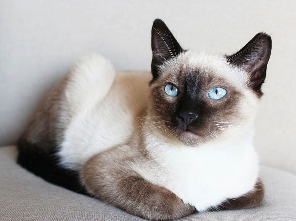 150 Siamese Cat Names: Our Top Picks for Your Neat and Unique Cat