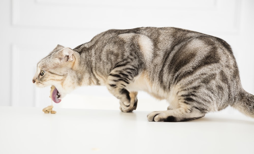 mèo nôn trớ thức ăn khó tiêu