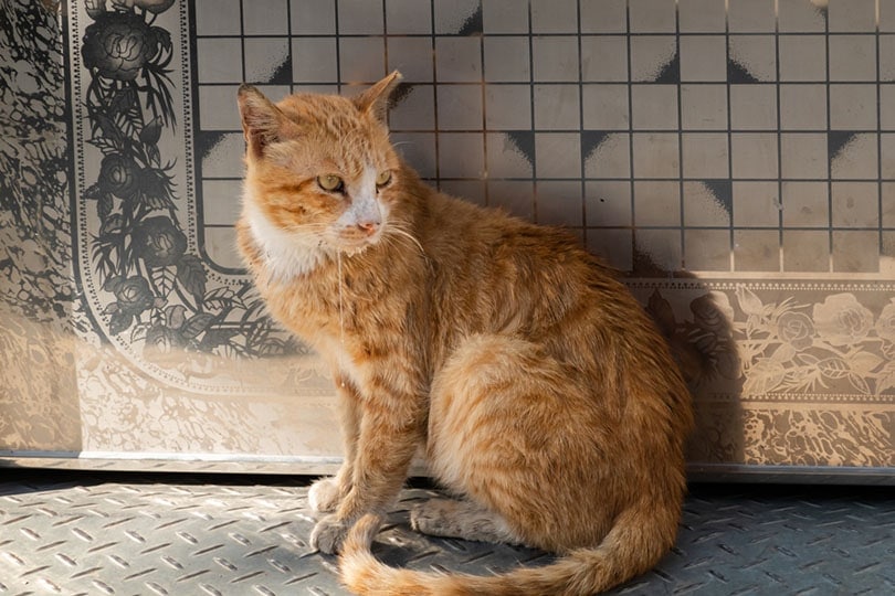 sick stray cat drooling at the street