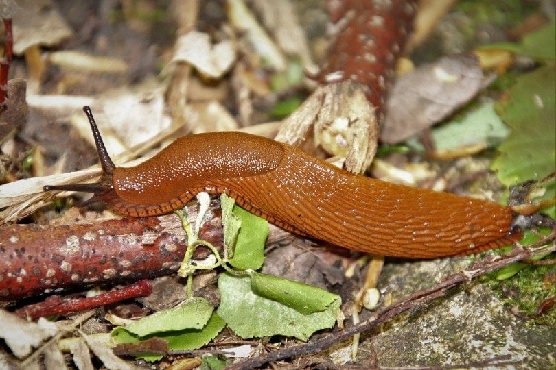 slug in the woods