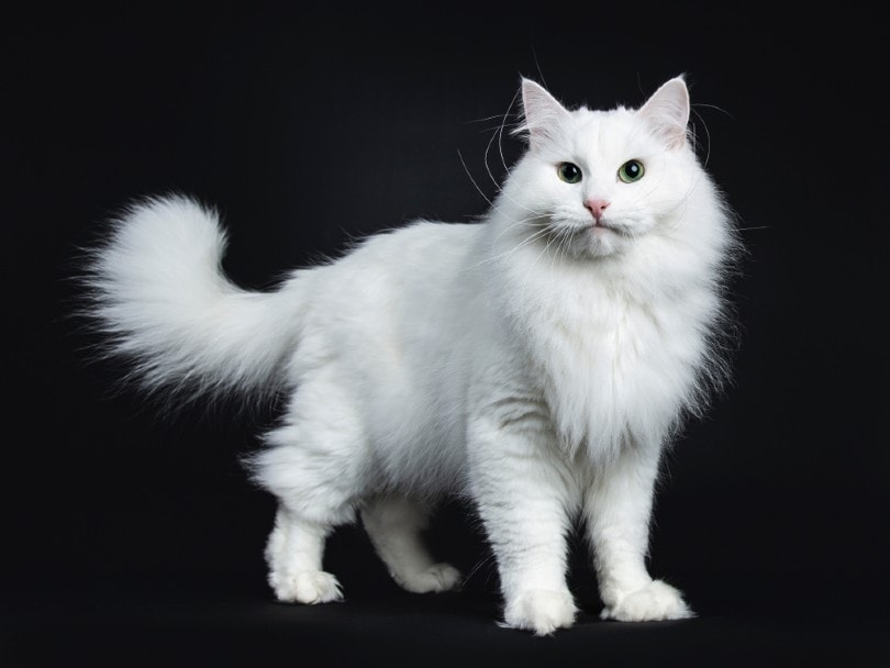solid white siberian cat