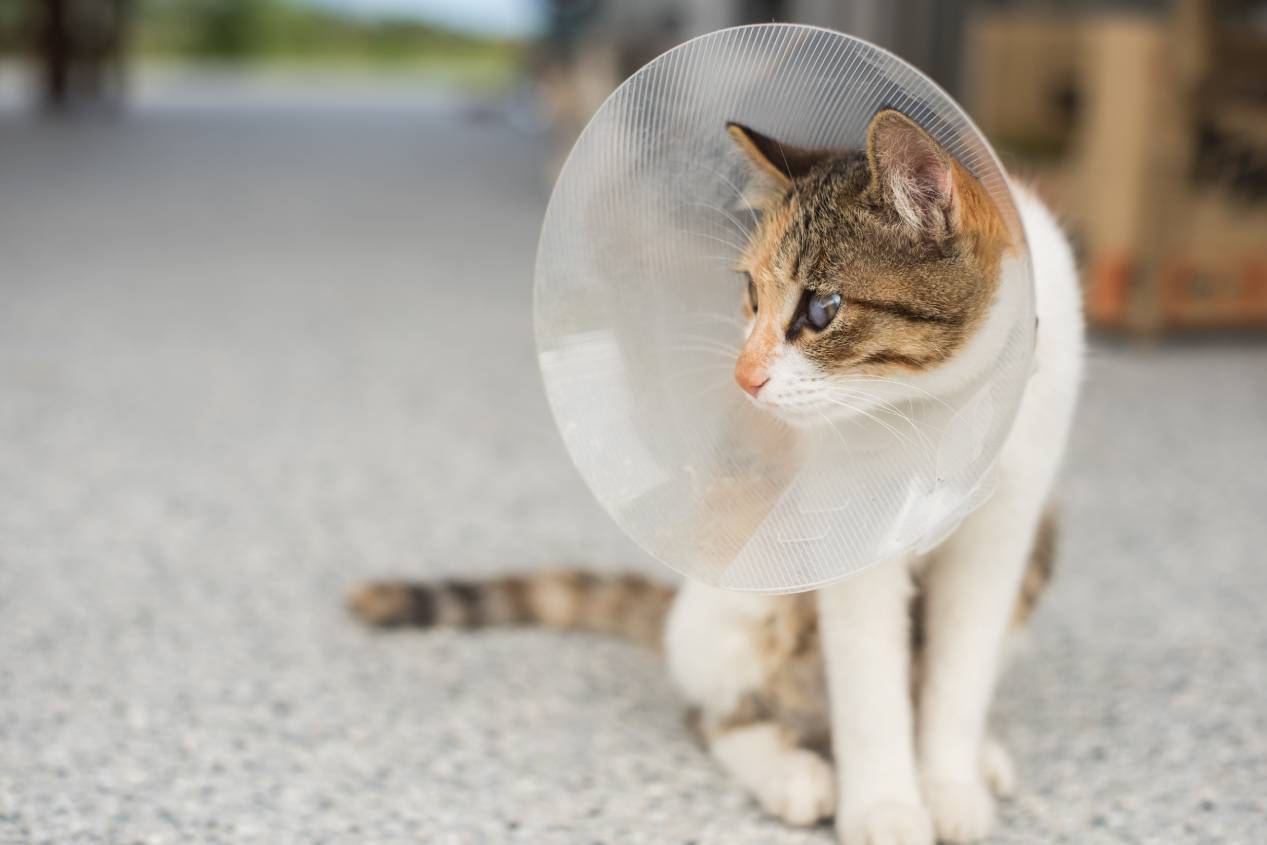 spayed cat wearing cone
