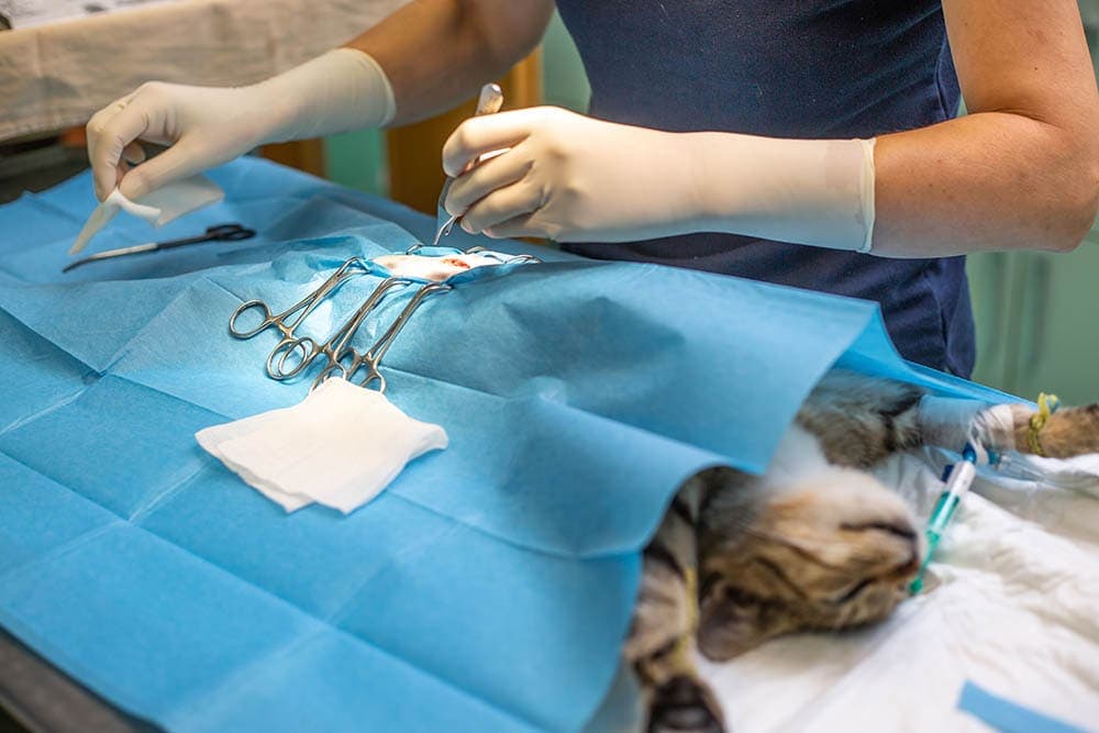 spaying cat