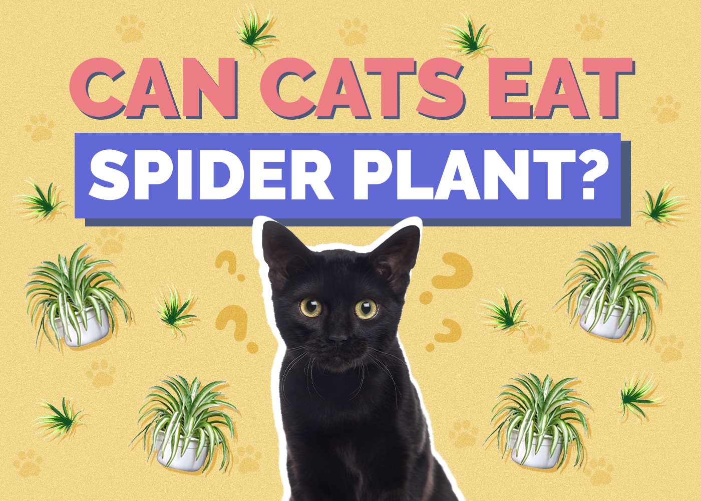 Can Cats Eat spider-plant