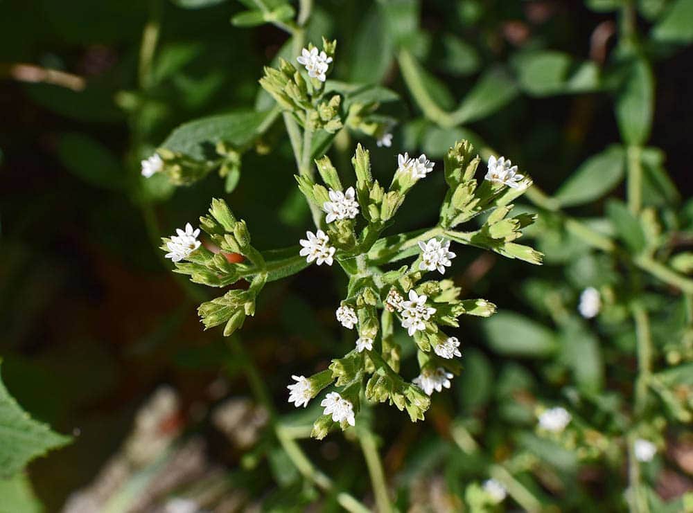 stevia buds close up