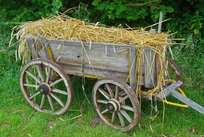 straw hay in cart