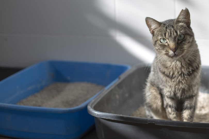 mèo mướp trong hộp vệ sinh