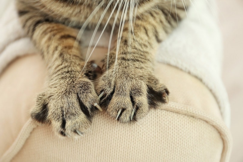 Do All Cats Have Webbed Feet? Is It Typical? Hepper