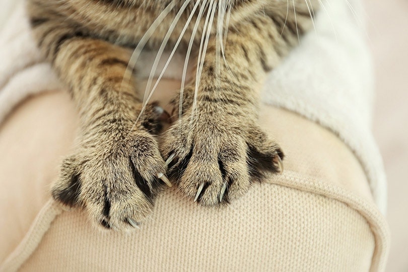 bàn chân mèo mướp trên tựa lưng của chiếc ghế dài