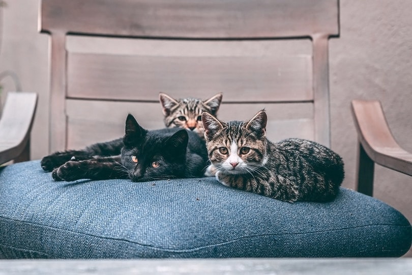 three cats on blue fabric pillow