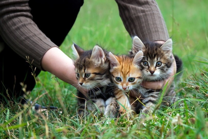 ba chú mèo con dễ thương trên bãi cỏ