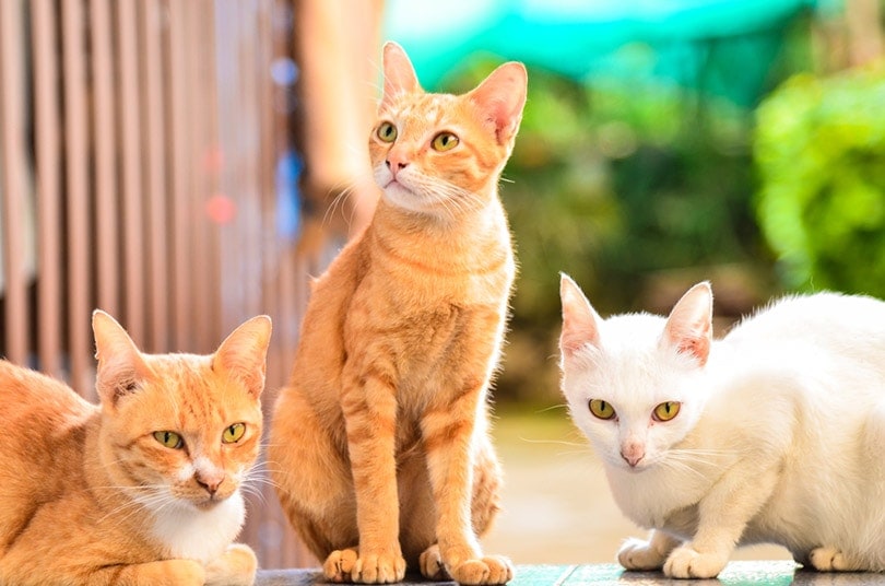 three domestic cats outdoor