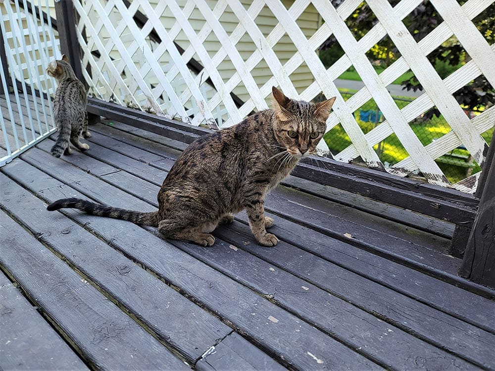 two cats in deck with barriers