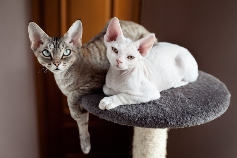 10 White Cat Breeds (With Pictures) | Hepper