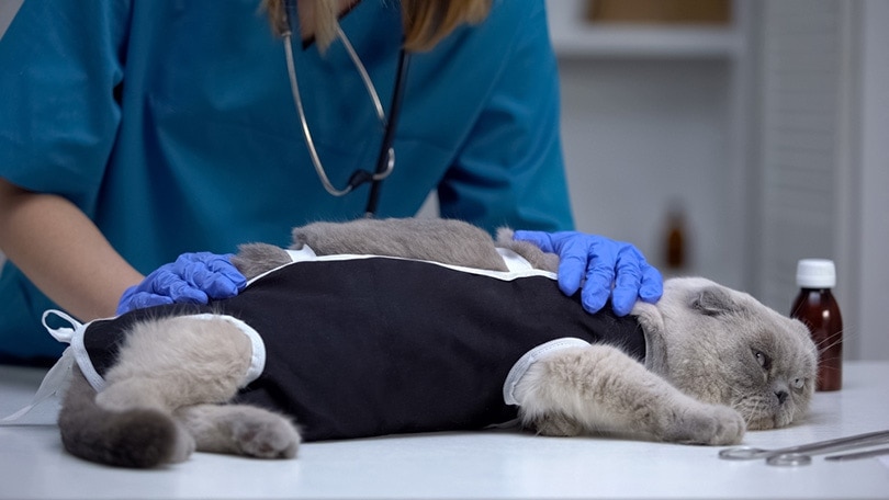bác sĩ thú y kiểm tra băng vết thương cho mèo bị căng thẳng sau khi triệt sản