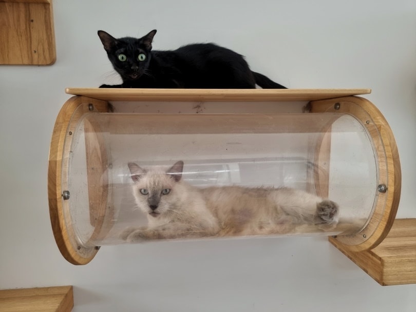 wall mounted cat shelves