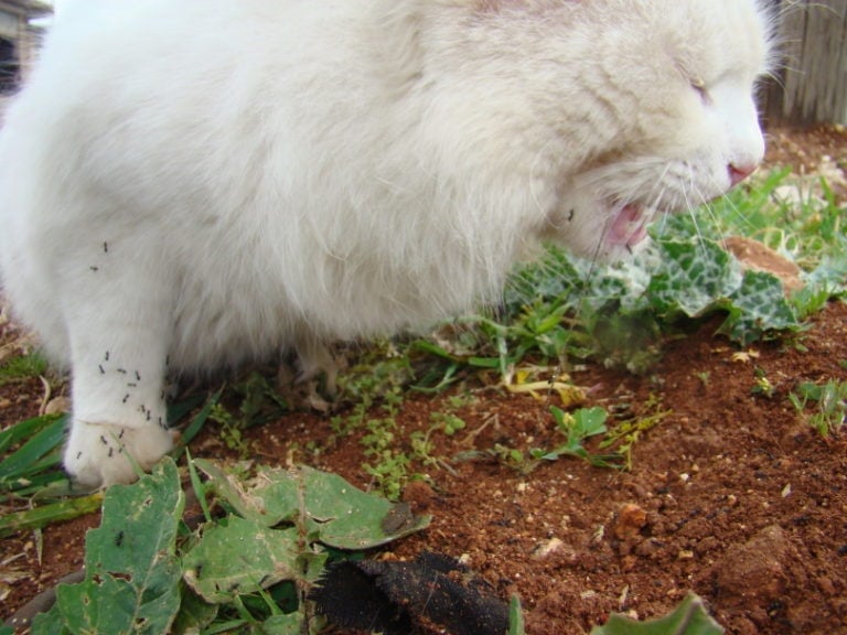 Can Cats Eat Ants? Health & Safety Guide Hepper