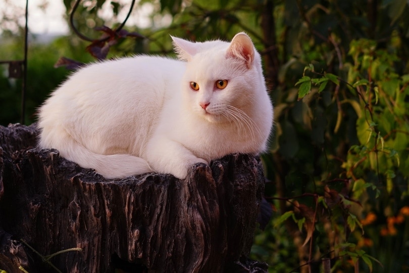 white cat lying on log