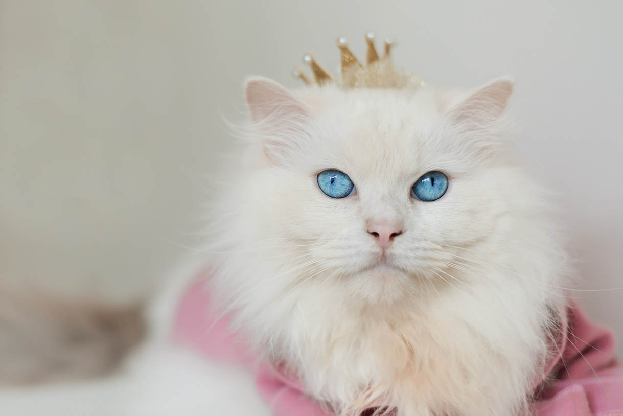White ragdoll with a crown