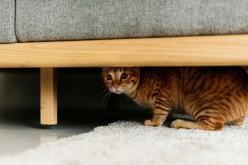 A cat hiding under a bed