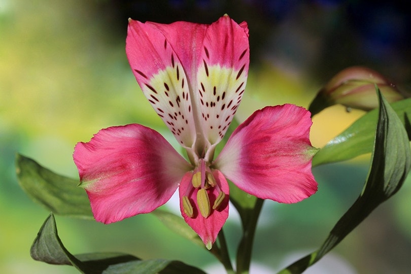 Alstroemeria