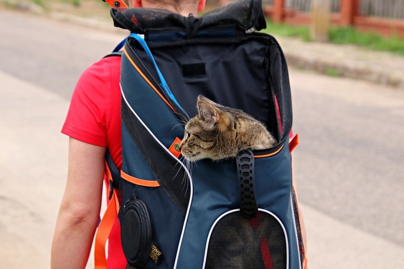 Backpack cat carrier