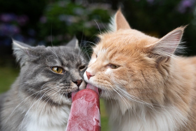 Cat Eating Popsicle