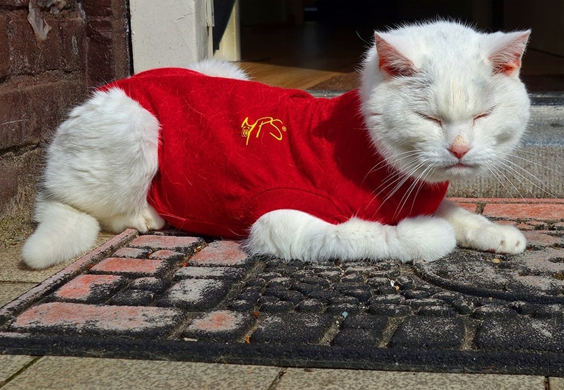 Cat Onesie