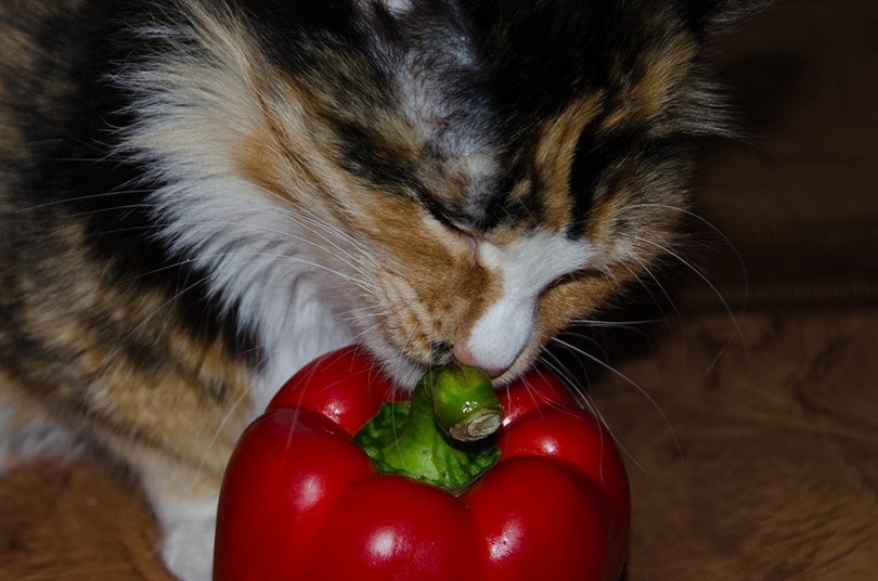 Cat Smell Bell Pepper