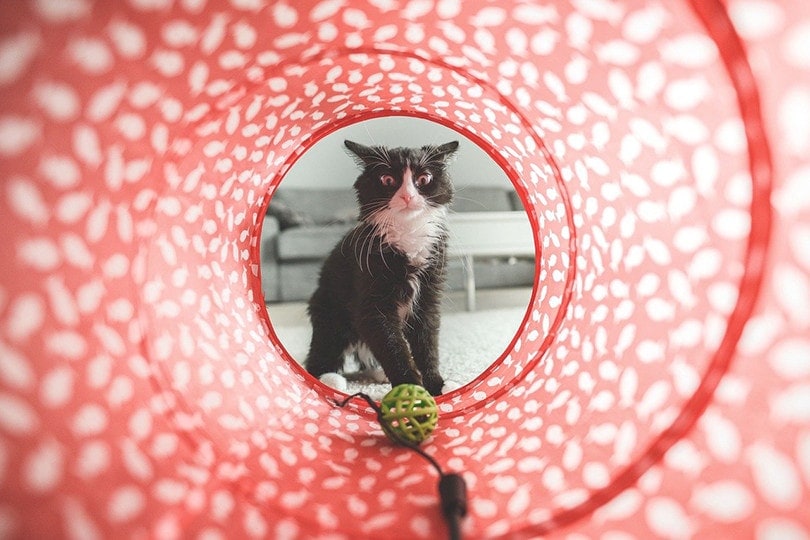 Cat Tunnel