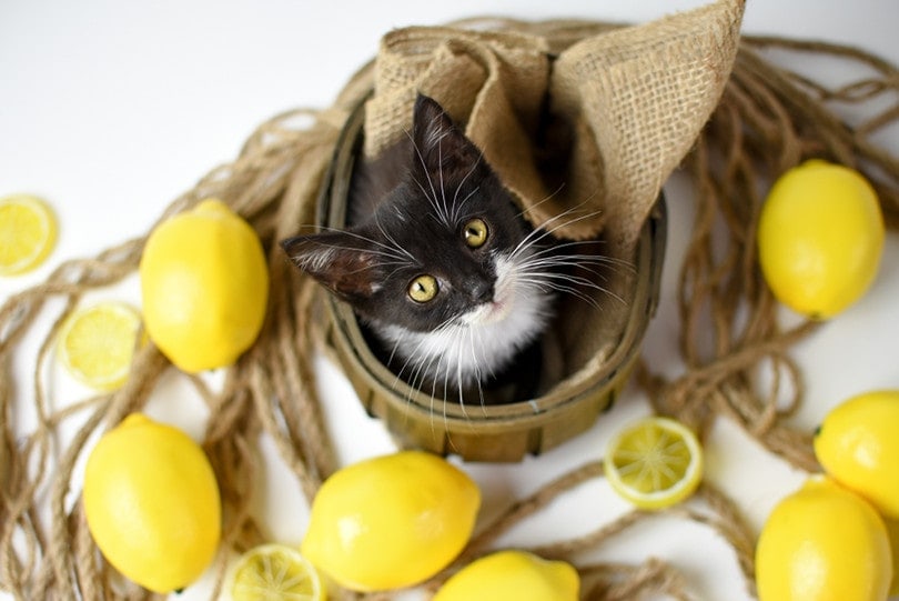 Cat and Lemon