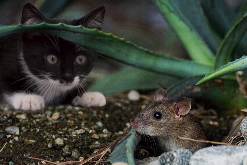 Cat and mouse in the garden