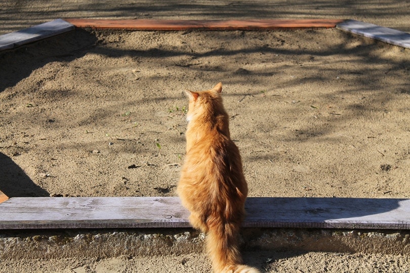 Cat in a Sandbox