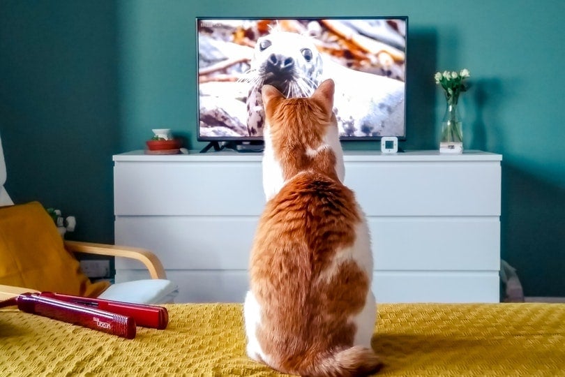 Cat intently watching TV