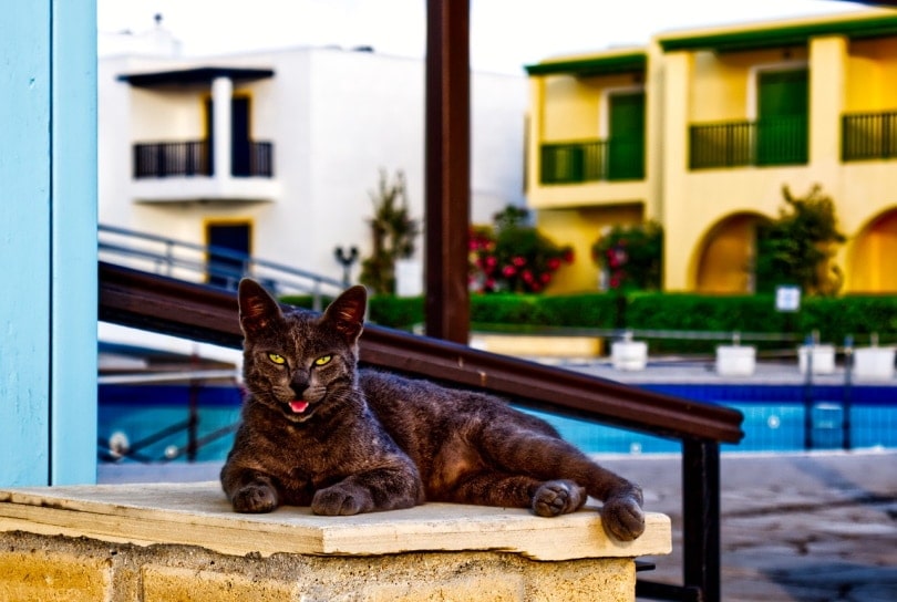 Cat lying down near pool