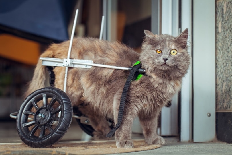 Cat using a wheelchair inside the house