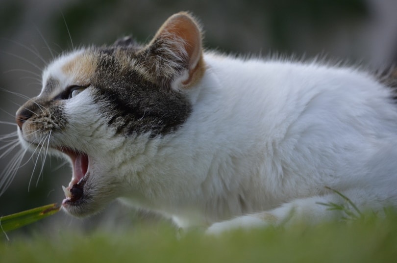 Cat with open mouth in grass