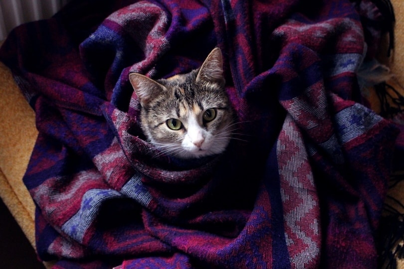 Cat wrapped in a fleece blanket