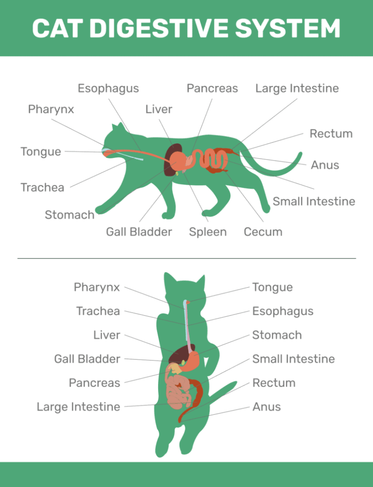 How Many Stomachs Do Cats Have? Cat Stomach Facts Hepper