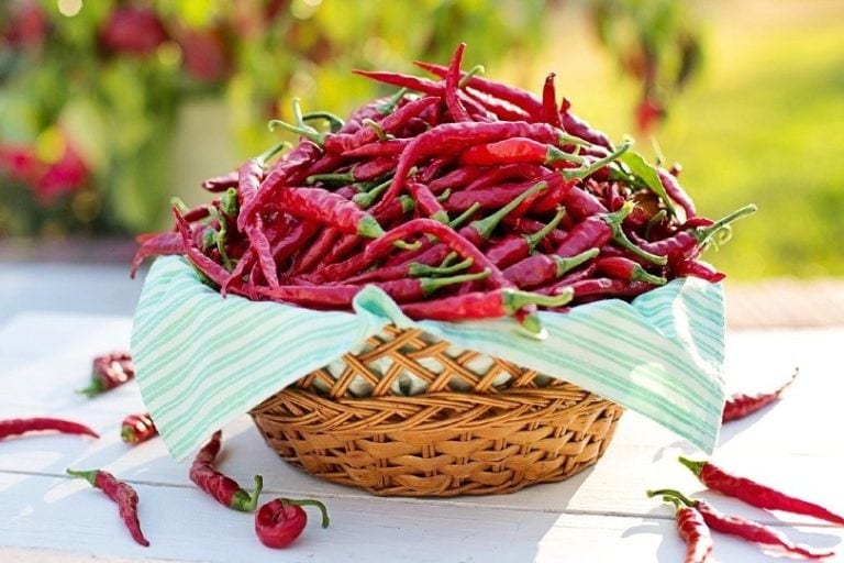 7 Homemade Dog Pee Repellents That Actually Work! Hepper