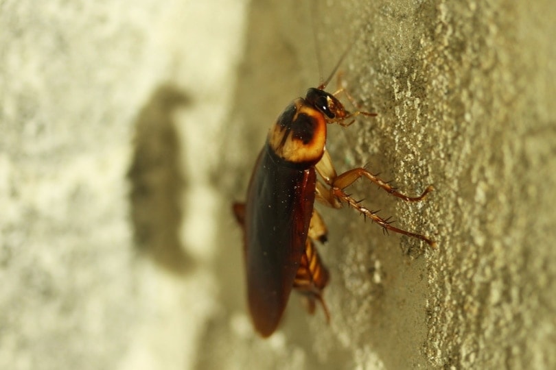 Cockroach crawling on the wall